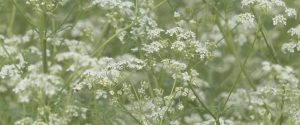 cow parsley