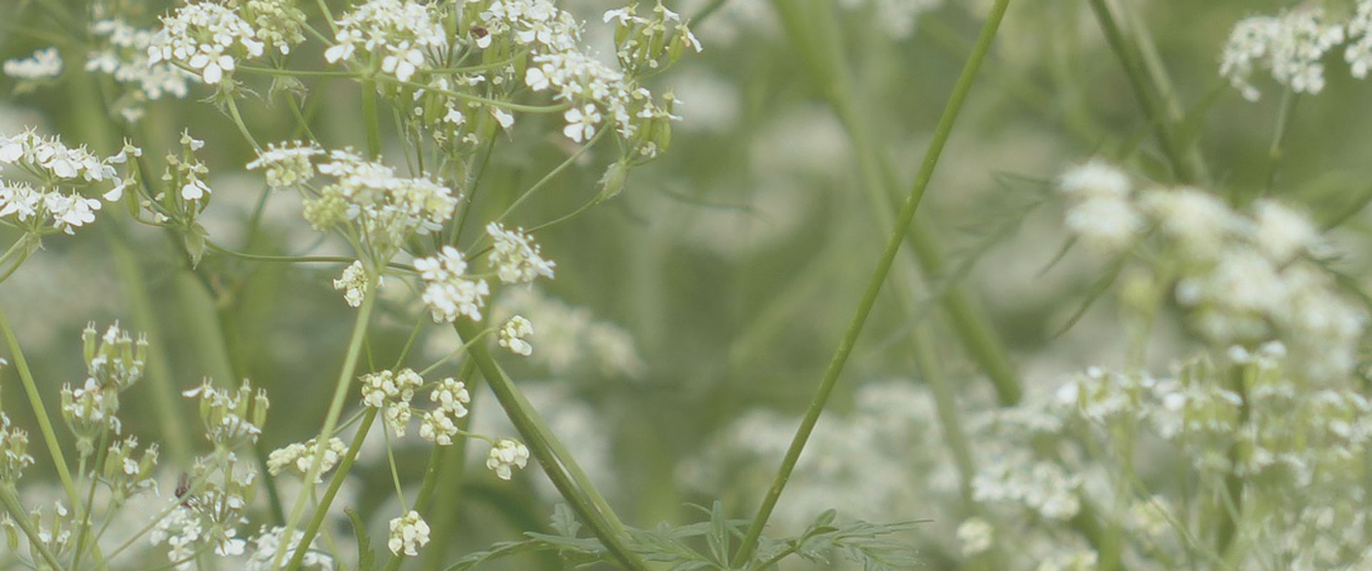 Cow Parsley Gorwell Farm cow-parsley-gorwell-farm